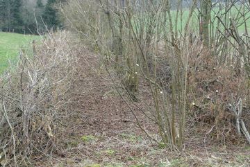 Pfegemaßnahme: Heckenschnitt in Hürtgenwald.