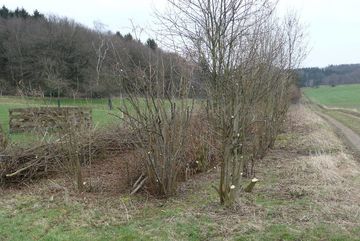 Pfegemaßnahme: Heckenschnitt in Hürtgenwald.