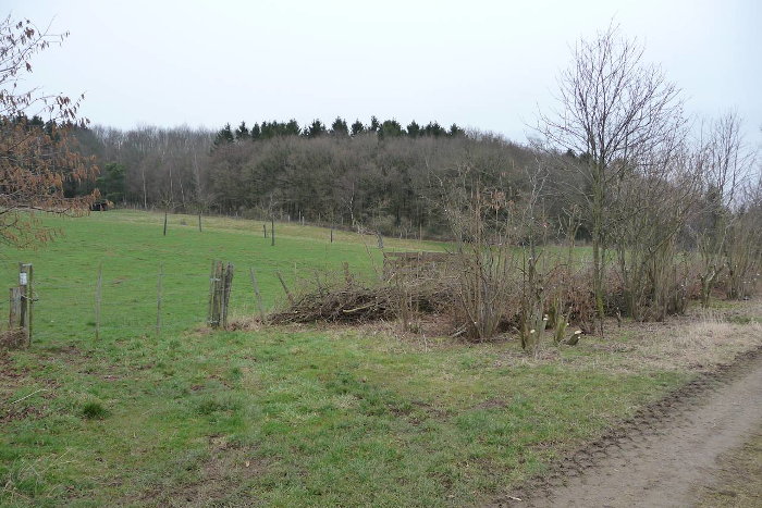 Pfegemaßnahme: Heckenschnitt in Hürtgenwald.